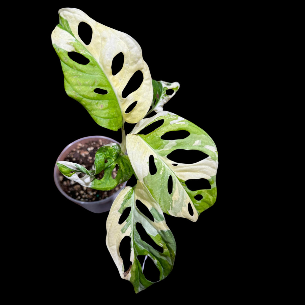 High Variegated Monstera Adansonii Albo in a Nursery Pot - Premium Color Swiss Cheese Half Moon Leaf - SAME pot as Image - US Seller