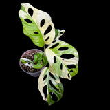 High Variegated Monstera Adansonii Albo in a Nursery Pot - Premium Color Swiss Cheese Half Moon Leaf - SAME pot as Image - US Seller