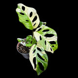 High Variegated Monstera Adansonii Albo in a Nursery Pot - Premium Color Swiss Cheese Half Moon Leaf - SAME pot as Image - US Seller
