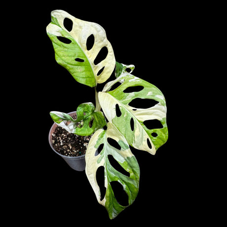 High Variegated Monstera Adansonii Albo in a Nursery Pot - Premium Color Swiss Cheese Half Moon Leaf - SAME pot as Image - US Seller