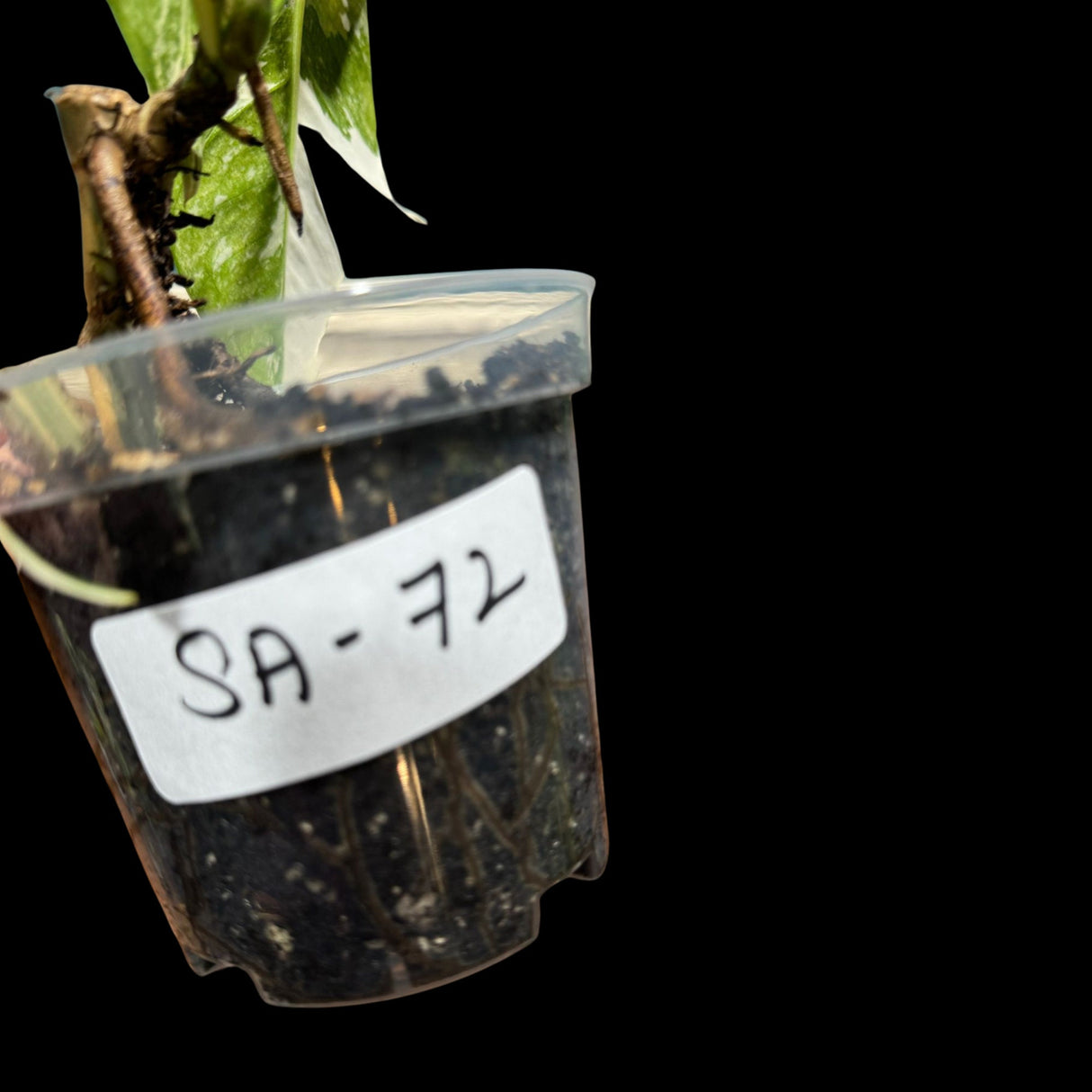 RARE Epipremnum Pinnatum Albo Variegated Potted Plant - Very high variegation plant - SAME PLANT as pictures