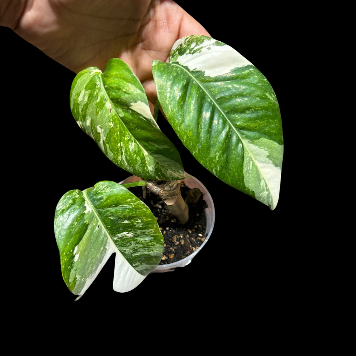 RARE Epipremnum Pinnatum Albo Variegated Potted Plant - Very high variegation plant - SAME PLANT as pictures