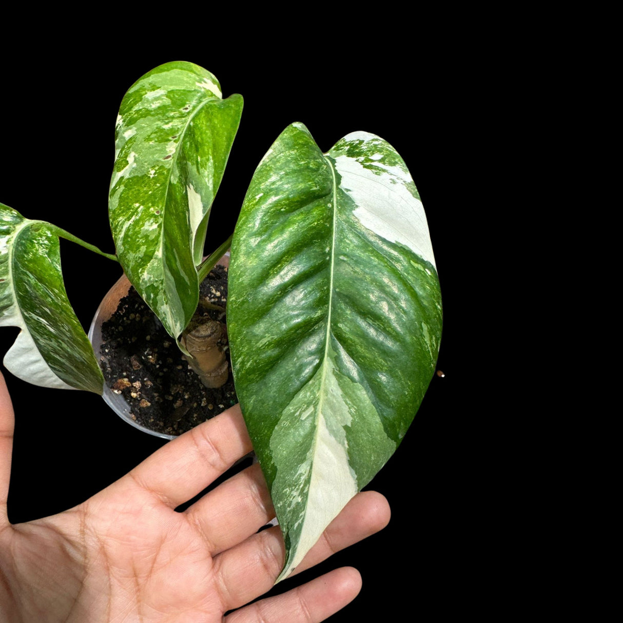RARE Epipremnum Pinnatum Albo Variegated Potted Plant - Very high variegation plant - SAME PLANT as pictures