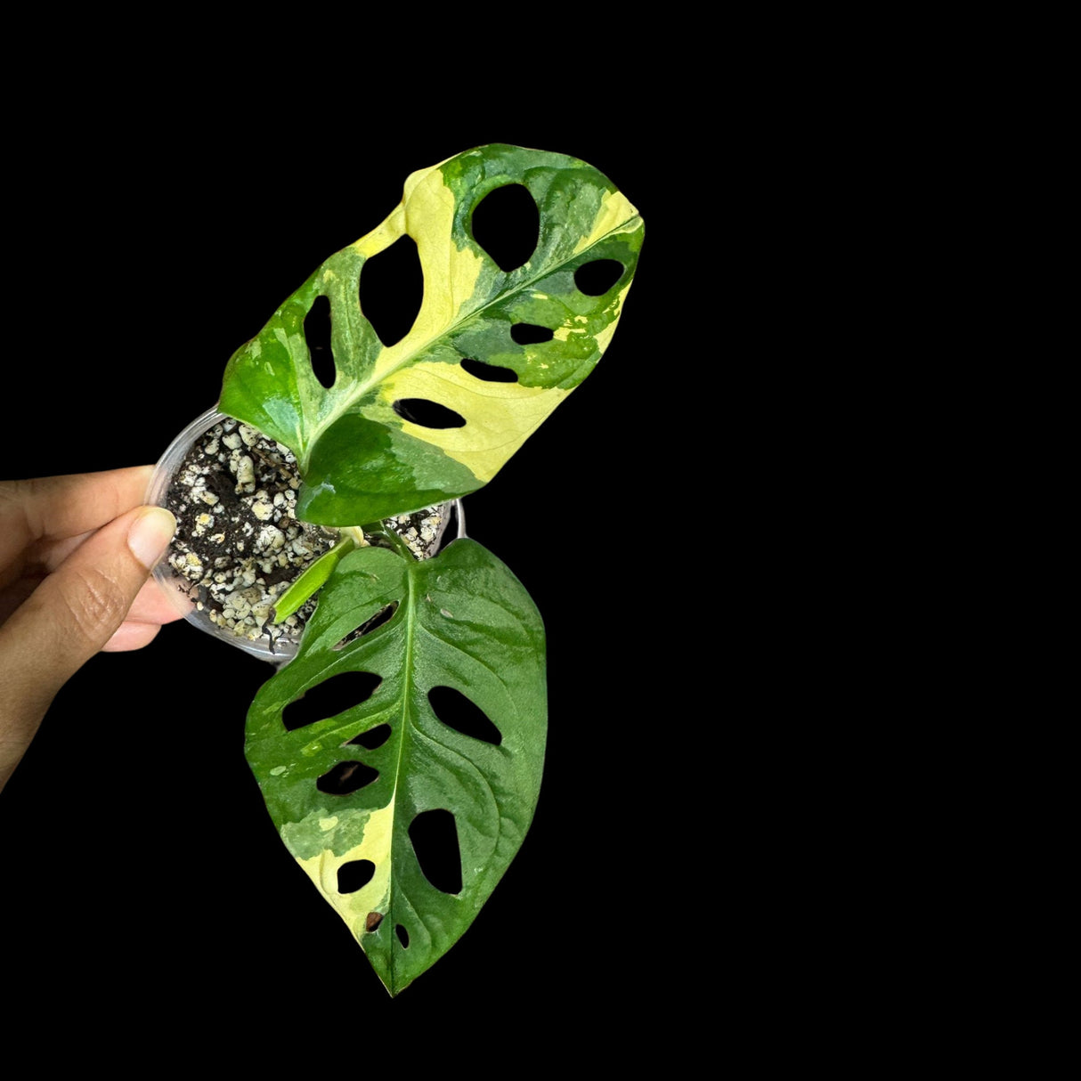 Monstera Adansonii Aurea High Variegated Swiss Cheese Premium Color Swiss - SAME pot as pictures - US Seller