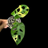 Monstera Adansonii Aurea High Variegated Swiss Cheese Premium Color Swiss - SAME pot as pictures - US Seller