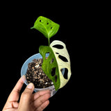 Variegated Monstera Adansonii Albo High Variegated Swiss Cheese Premium Color Swiss - Half-Moon Leaf - SAME pot as pictures - US Seller