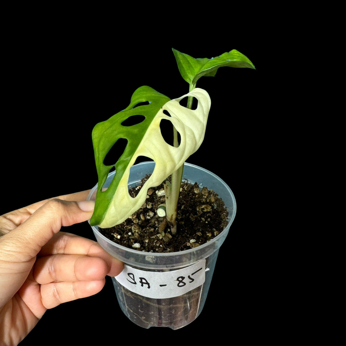 Variegated Monstera Adansonii Albo High Variegated Swiss Cheese Premium Color Swiss - Half-Moon Leaf - SAME pot as pictures - US Seller