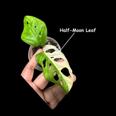 Variegated Monstera Adansonii Albo High Variegated Swiss Cheese Premium Color Swiss - Half-Moon Leaf - SAME pot as pictures - US Seller