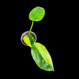 Philodendron Green Congo Variegated live plant - Rare Variegated Green Congo - SAME Plant - Hard to come by - US Seller