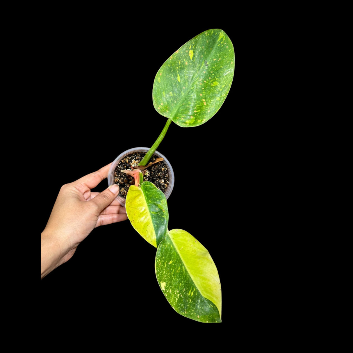 Philodendron Green Congo Variegated live plant - Rare Variegated Green Congo - SAME Plant - Hard to come by - US Seller