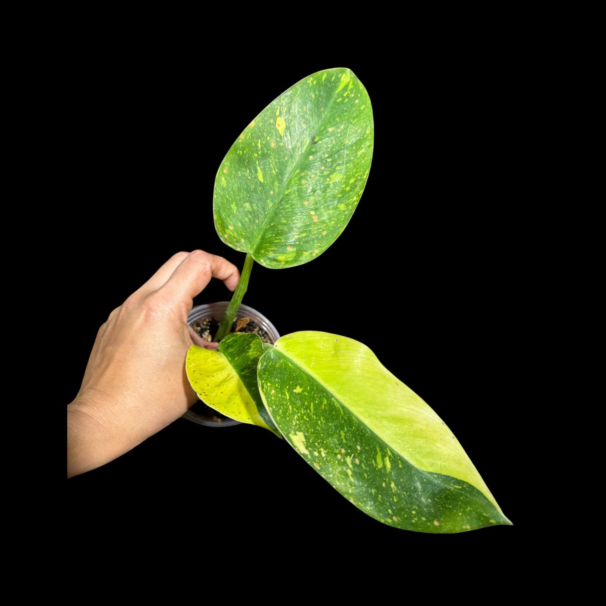 Philodendron Green Congo Variegated live plant - Rare Variegated Green Congo - SAME Plant - Hard to come by - US Seller