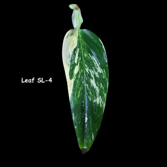 Variegated Monstera Standleyana Albo