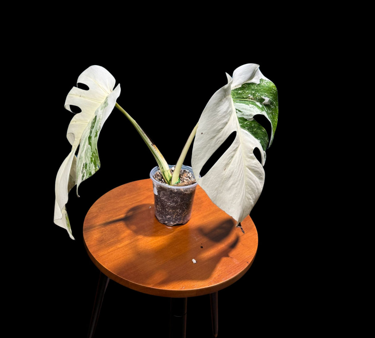 Variegated Monstera Albo Potted Top Cut Plant - Highly Variegated Monstera ALBO - US SELLER Same Plant