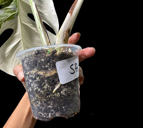 Variegated Monstera Albo Potted Top Cut Plant - Highly Variegated Monstera ALBO - US SELLER Same Plant
