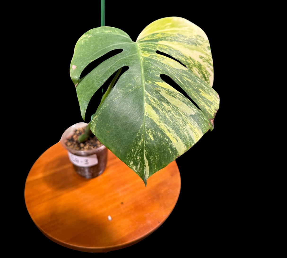 Highly Variegated Monstera Aurea Plant in a Nursery Pot - Monstera Aurea Variegata - EXACT SAME PLANT as images