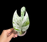 RARE Epipremnum Pinnatum Albo Variegated 1 Leaf Plant in a Nursery Pot