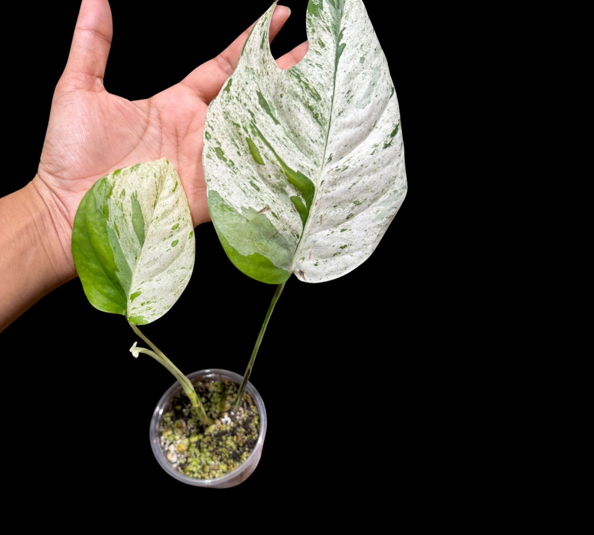 RARE Epipremnum Pinnatum Albo Variegated 2 Leaf Plant in a Nursery Pot - Very High Variegation Plant - SAME Pot as picture - US Seller