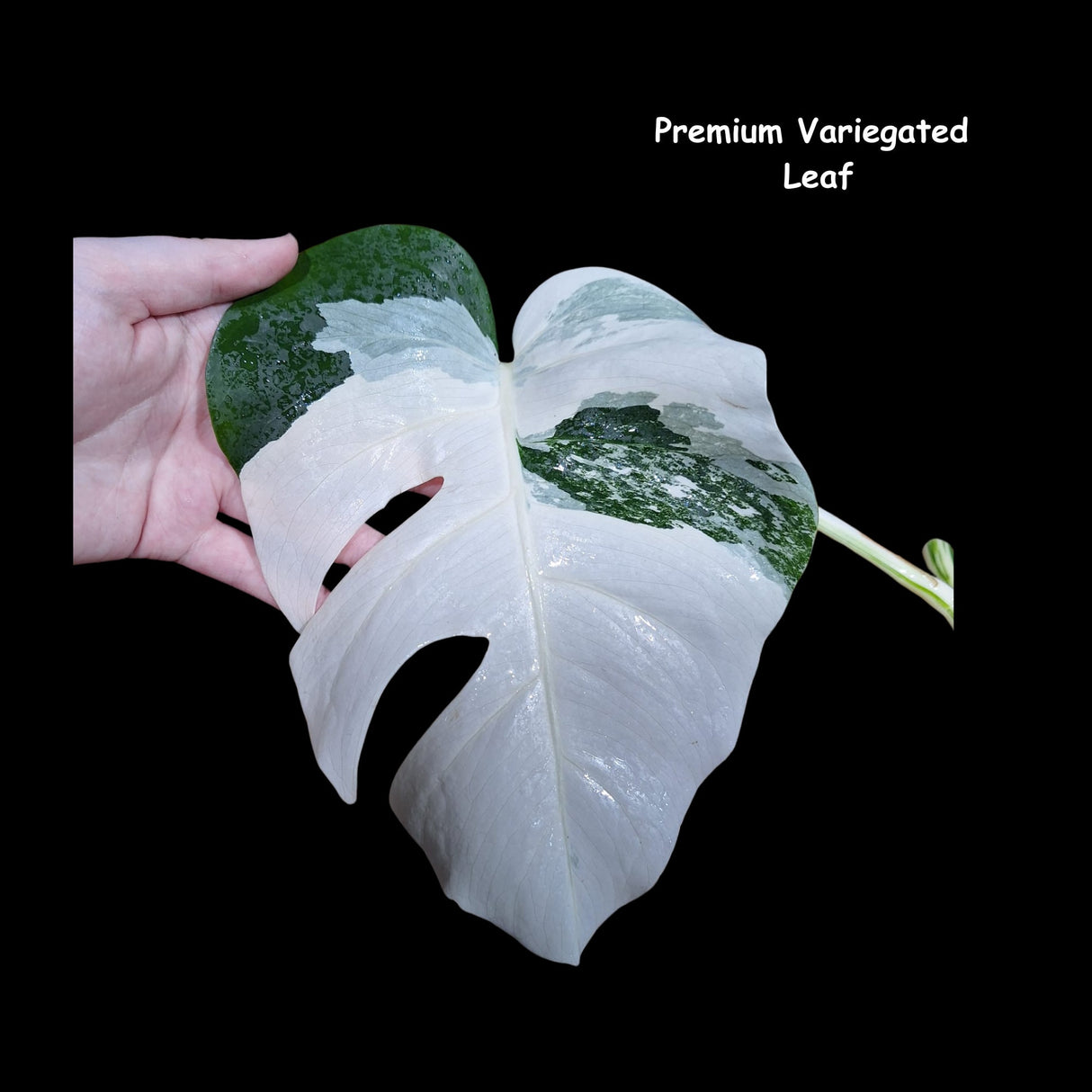 Variegated Monstera Albo - Rare variegated monstera borsigiana albo - Variegated Albo - US Seller