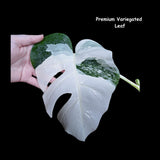 Variegated Monstera Albo - Rare variegated monstera borsigiana albo - Variegated Albo - US Seller