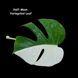 Variegated Monstera Albo - Rare variegated monstera borsigiana albo - Variegated Albo - US Seller