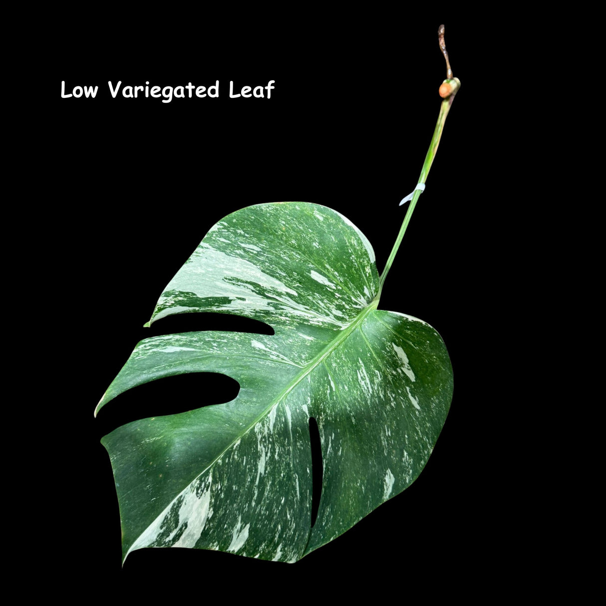 Variegated Monstera Albo - Rare variegated monstera borsigiana albo - Variegated Albo - US Seller