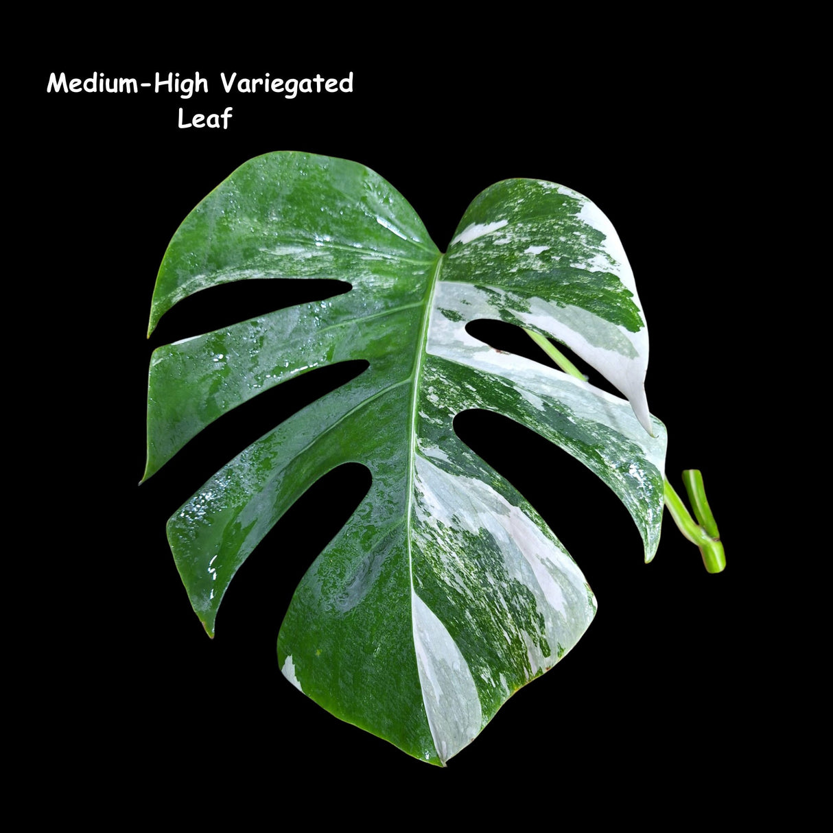 Variegated Monstera Albo - Rare variegated monstera borsigiana albo - Variegated Albo - US Seller