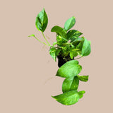 Golden Pothos Cuttings or in a Nursery Pot