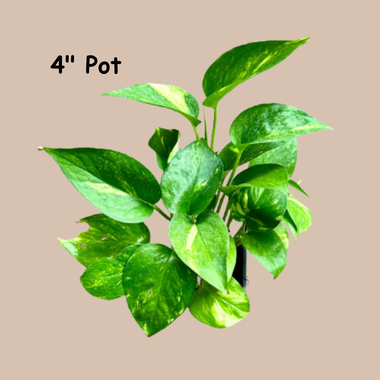 Golden Pothos Cuttings or in a Nursery Pot