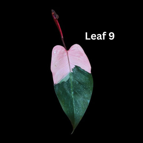 Variegated Philodendron Pink Princess Marble Mature Cut - Indoor Houseplant - SAME PLANT as the picture - US Seller