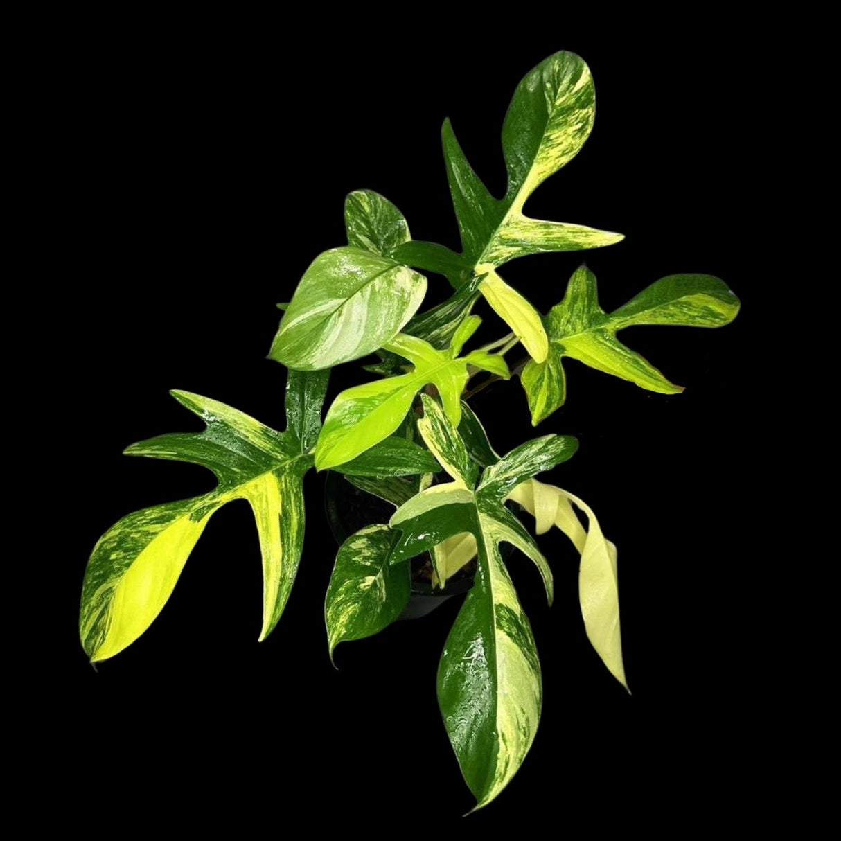 Variegated Philodendron Florida Beauty Cutting - Extremely Rare High Variegation Florida Beauty Live Indoor plant