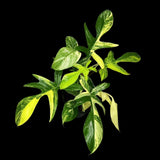 Variegated Philodendron Florida Beauty Cutting - Extremely Rare High Variegation Florida Beauty Live Indoor plant