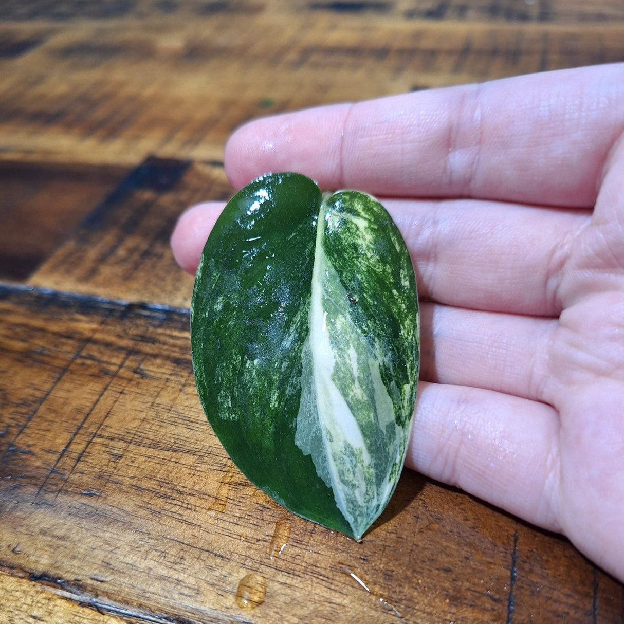 Scindapsus Jade Satin Variegated