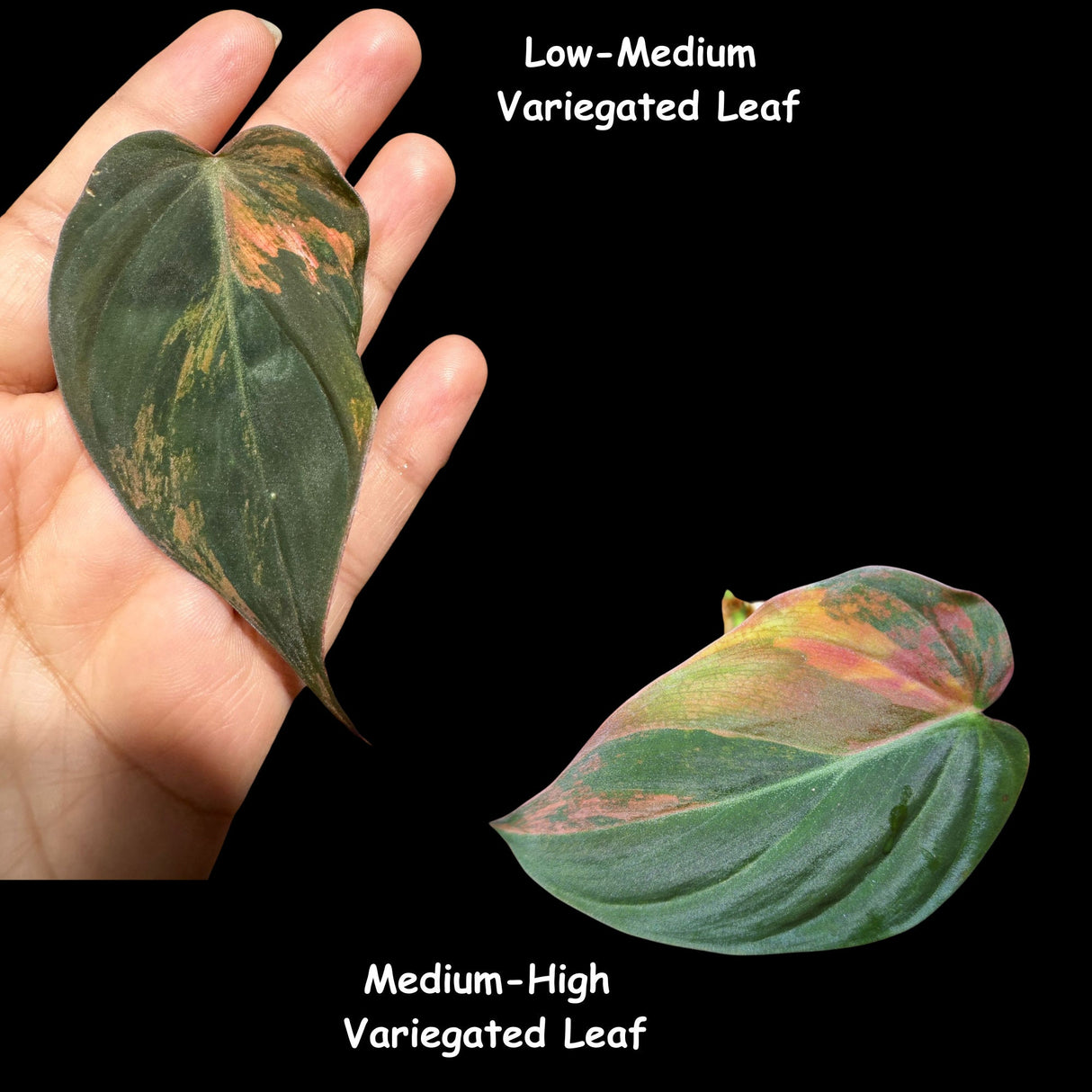 Rare Variegated Philodendron Mican Aurea Variegated Cutting - US SELLER