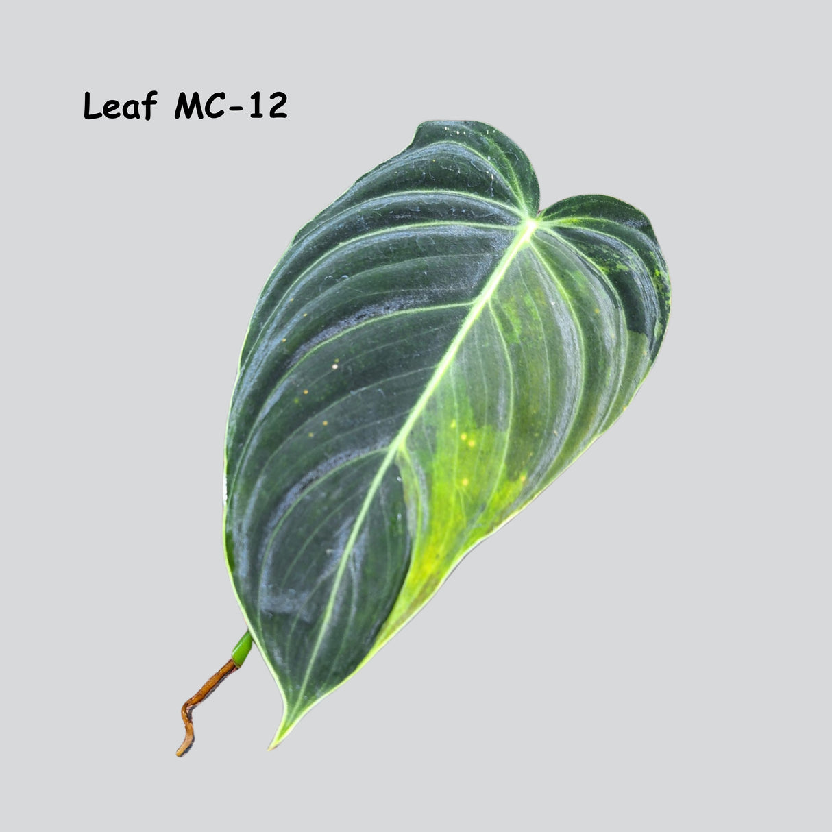 Philodendron Melanochrysum Variegated - Velvet Leaf Rare Aroid - Rare Philodendron - Lightly Rooted Cutting - SAME EXACT Cut - US Seller