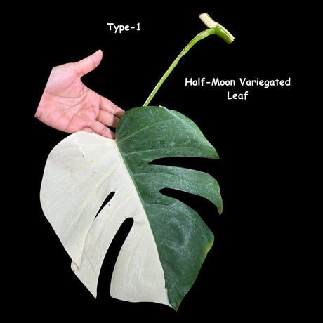 monstera albo half moon variegated leaf