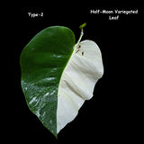 monstera albo leaf gift plant