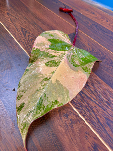 Variegated Philodendron Strawberry Shake Cutting - Rare Collector Starter Plant - Pink Philodendron Plant - Gift for Mom - US Seller