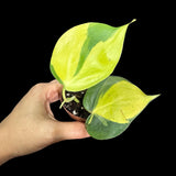 Rare Brazilian philodendron Starter Plant in a 1.5" Nursery Pot - Easy Care Houseplant - Extremely Rare Philodendron Brazil Plant for Gift