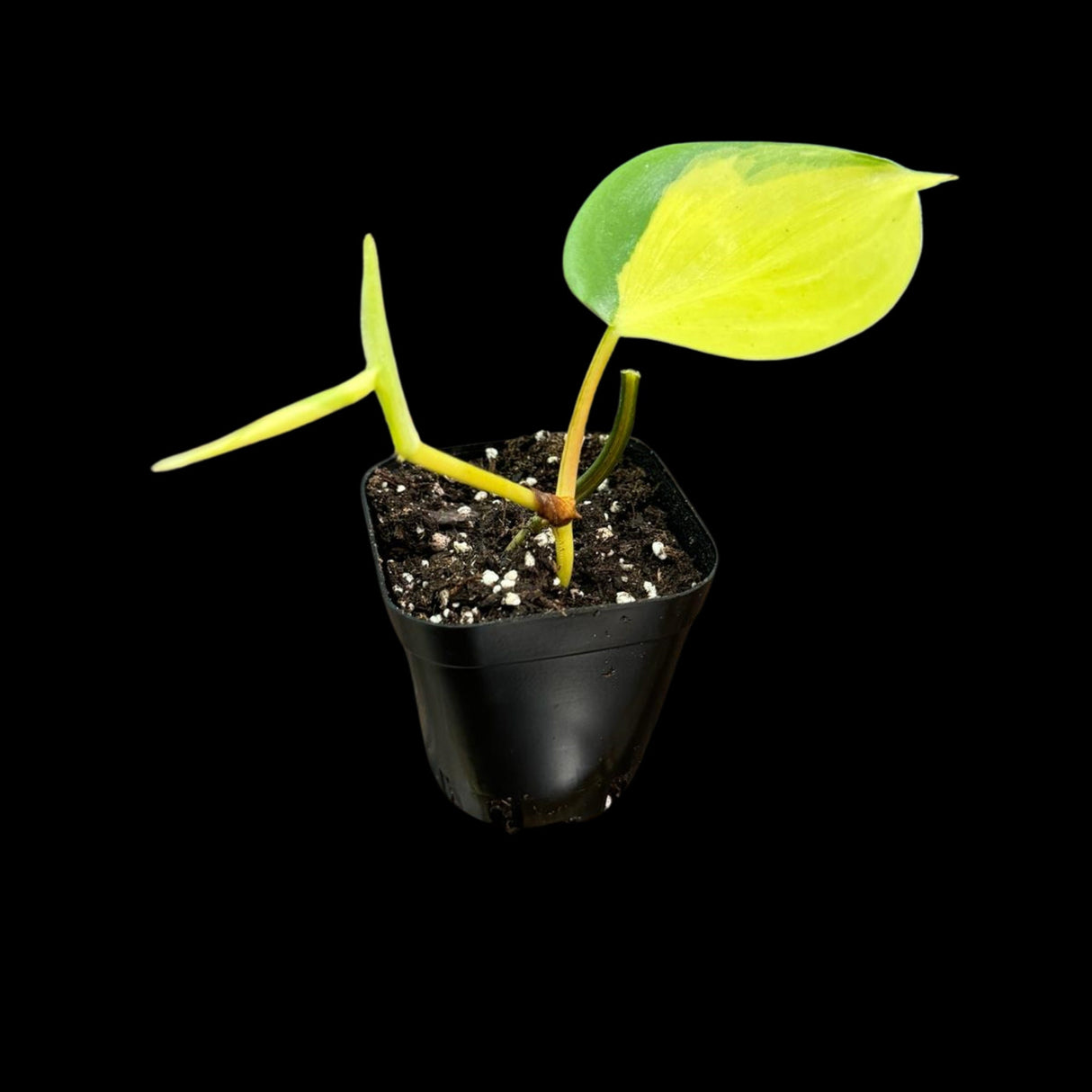 Rare Brazilian philodendron Starter Plant in a 2" Nursery Pot - Easy Care Houseplant - Extremely Rare Philodendron Brazil