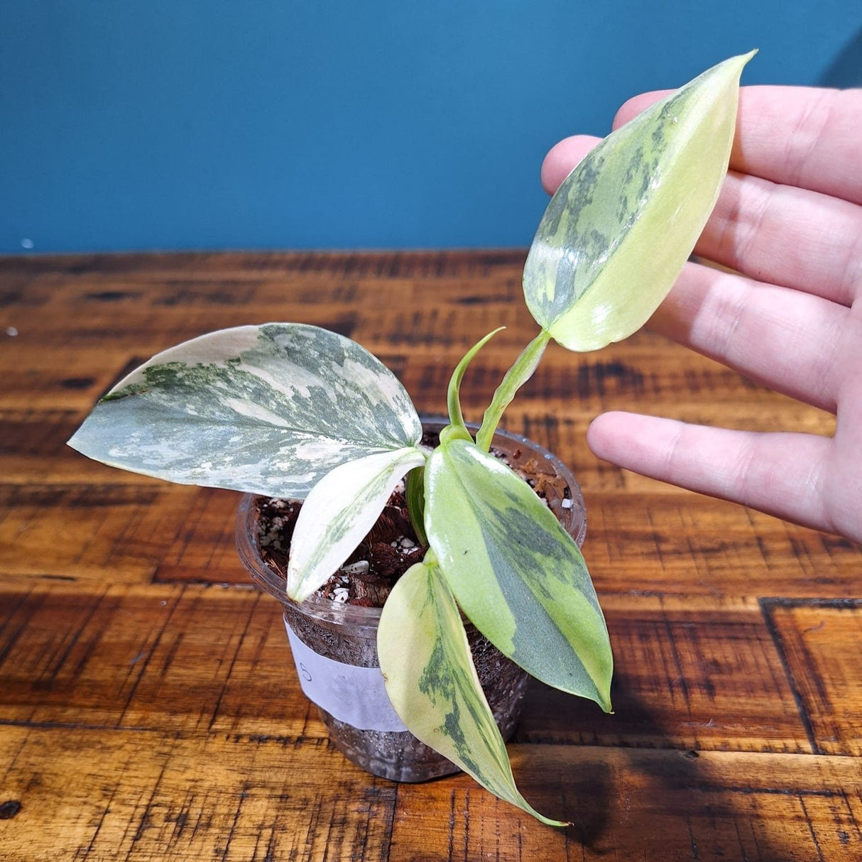 Philodendron Silver Sword Variegated Plant in a Nursery Pot