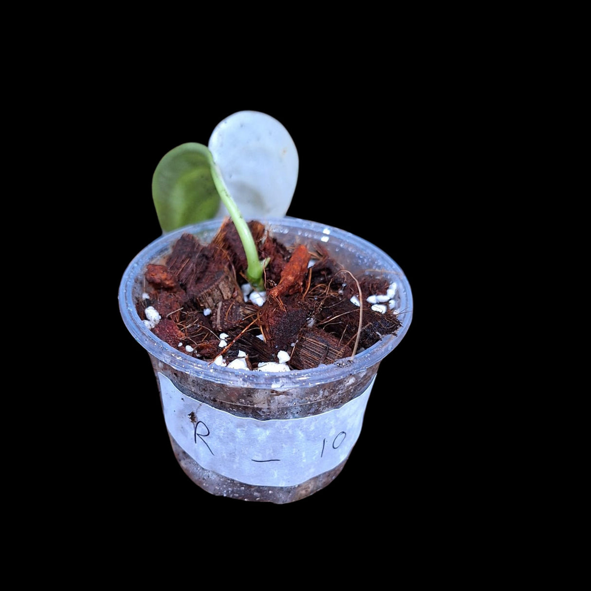 Variegated Trebuii Moonlight Scindapsus in a Nursery Pot