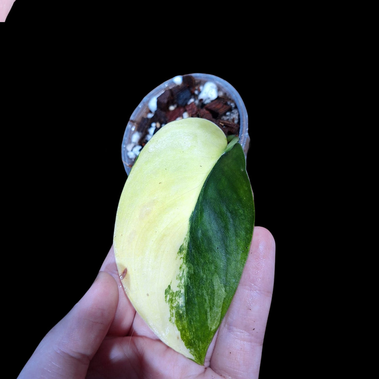 Variegated Scindapsus Jade Satin in a Nursery Pot