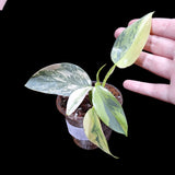 Philodendron Silver Sword Variegated Plant in a Nursery Pot