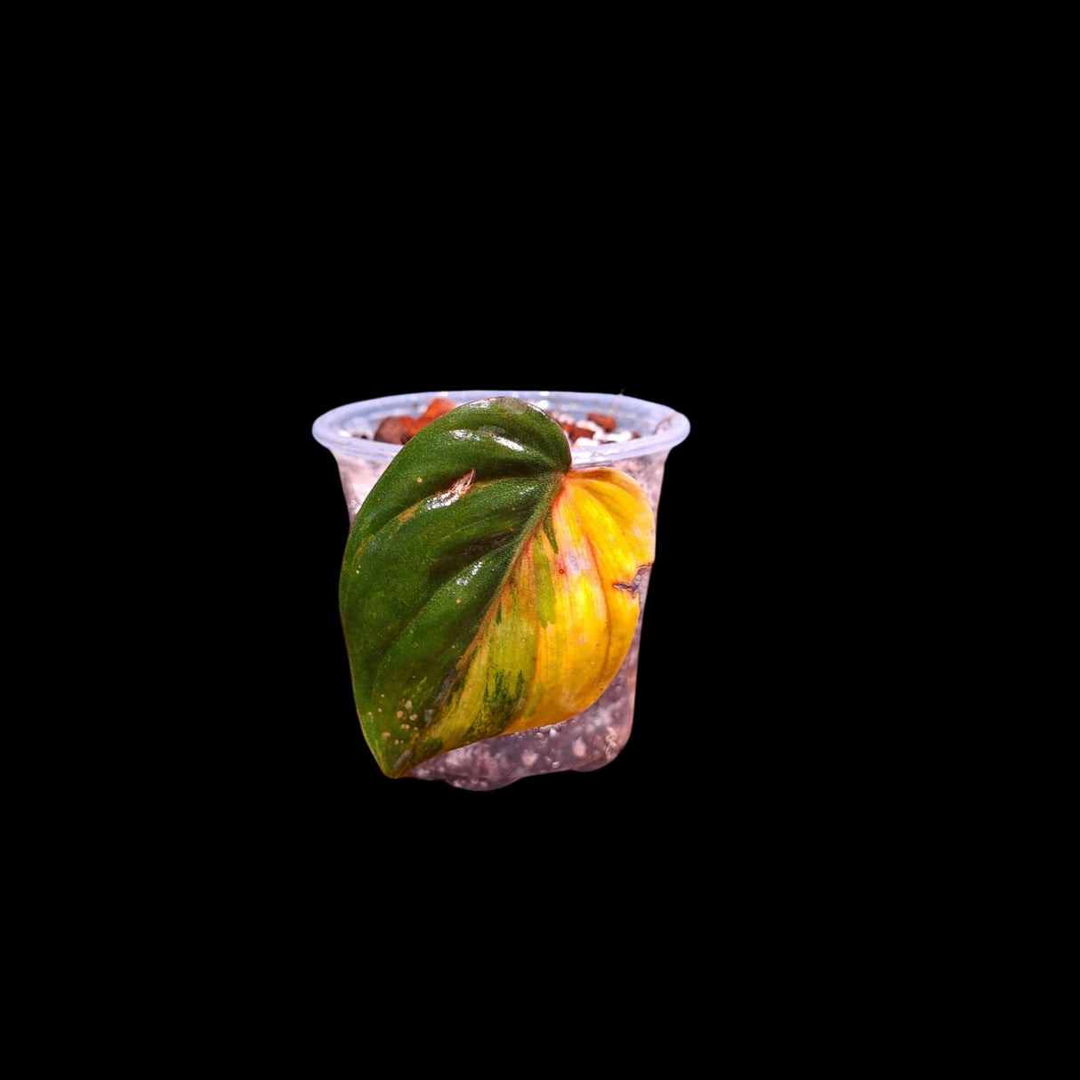 Rare Variegated Philodendron Mican Aurea in a Nursery Pot - High Variegated Mican Plant - US SELLER -Potted Plant