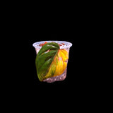 Rare Variegated Philodendron Mican Aurea in a Nursery Pot - High Variegated Mican Plant - US SELLER -Potted Plant