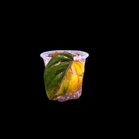 Rare Variegated Philodendron Mican Aurea in a Nursery Pot - High Variegated Mican Plant - US SELLER -Potted Plant