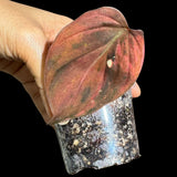 Rare Variegated Philodendron Mican Aurea in a Nursery Pot - High Variegated Mican 1 Leaf Potted Plant - Beginners Plant - US SELLER