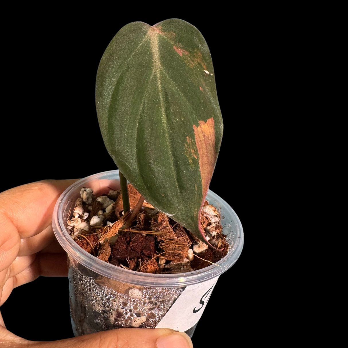 Rare Variegated Philodendron Mican Aurea in a Nursery Pot