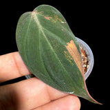 Rare Variegated Philodendron Mican Aurea in a Nursery Pot