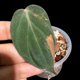 Rare Variegated Philodendron Mican Aurea in a Nursery Pot